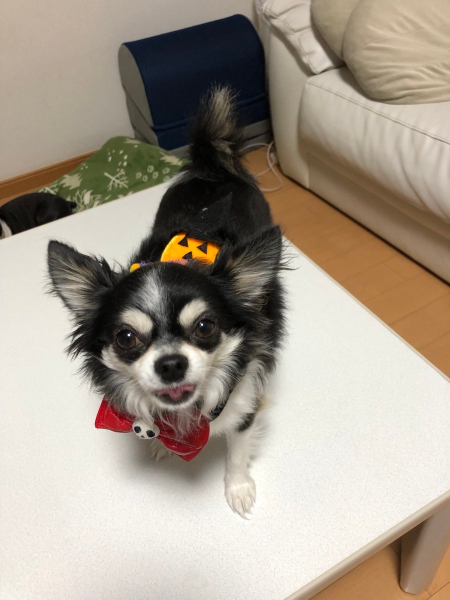 Perro_Donar's tweet image. #ハロウィン #ボストン #チワワ 
先日のハロウィン🎃は仮装しちゃったよ🥸