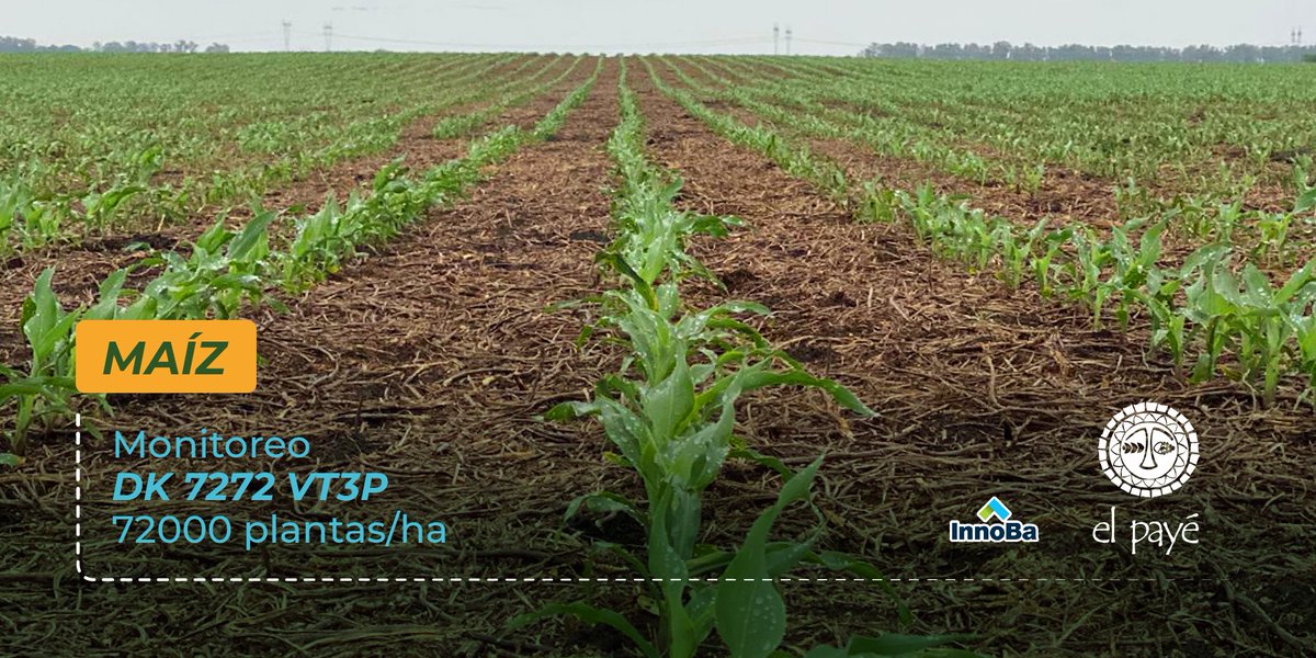 ElPayeSA's tweet image. 🕵🏼♂️ Monitoreo de #Maíz DK 7272 VT3P
🌽 72000 plantas/ha logradas 
Etapa: 1er semana de noviembre
Siembra: 28 de septiembre 
Zona: #Bolívar Pcia. de Bs. As.
Aplicaciones previas: 
#ControlMax
#Adengo
#Atrazina
.
.
.
#elpaye #insumosagrícolas #Dekalb #agricultura #campo