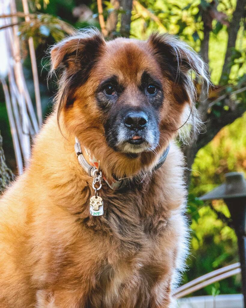 Clusk61's tweet photo. No one tells you how quickly dogs age. How one day you wake up and suddenly their face is all white, how their eyes start to seem more milky than before, how you have to call their name a few more times than you used to.
•
People tell you not to blin… https://t.co/kZoqkZQ2Sz https://t.co/6KEOOG9D6i
