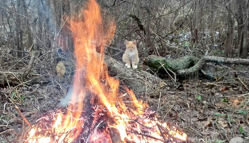 Рыжий кот греется у костра ))