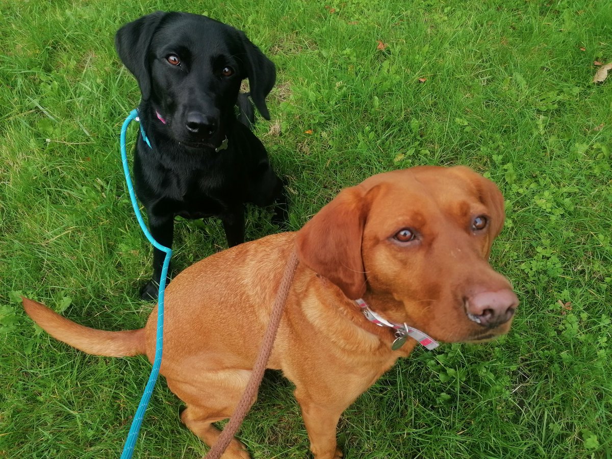 marathondogs's tweet photo. My last walk with these gorgeous girls. Nell and Ivy are a delight to walk and I'll definitely miss them both. ❤️❤️

https://t.co/x3FzJMFnOM

#marathondogs #dogwalking #dogwalker #lovedogs #Labradors #siblings https://t.co/gdDP4AYVgx