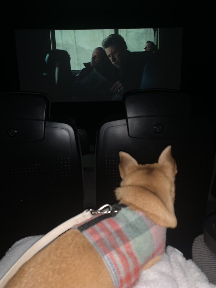 angielliott's tweet photo. @CapitalCentric @DucieStMCR Lola enjoying #pawpcorn @DucieStMCR https://t.co/e39OG1ipW3