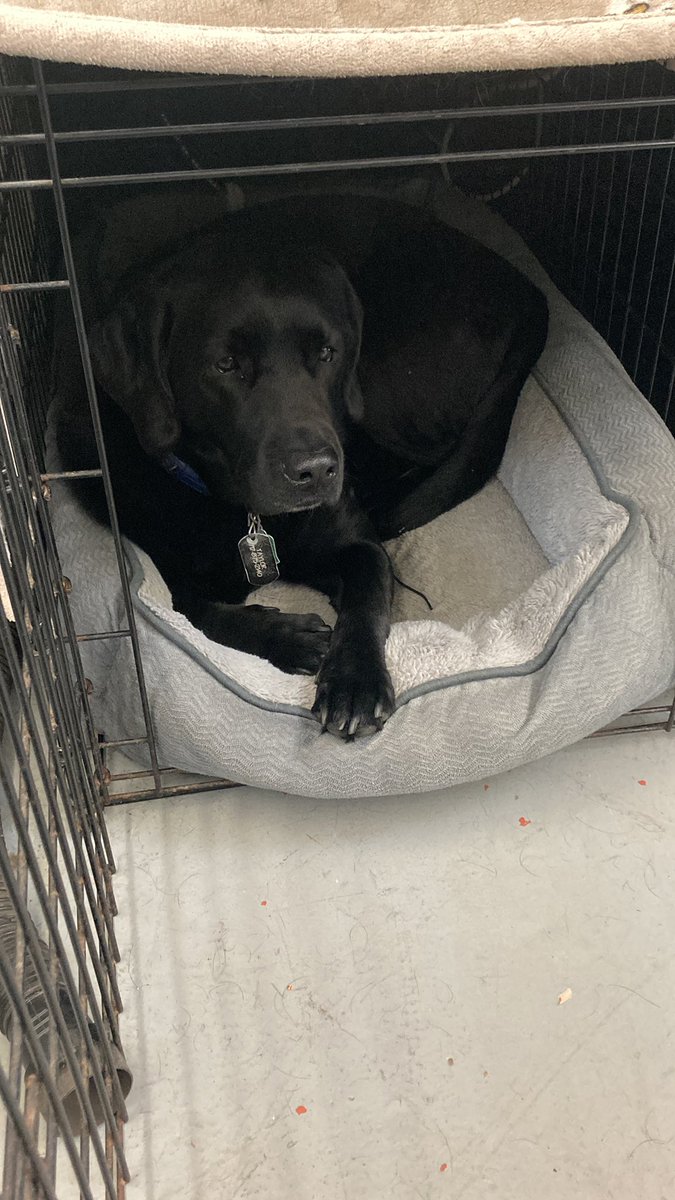 MsStauffer's tweet photo. Students in discovering agriculture have a guest visitor today to review skeletal systems in dogs as well as take basic vital signs! Say hello to Taylor! #teachag #teachagpsu #psuaged19 #movalleyag @MoshannonFFA https://t.co/YilBoIkh68