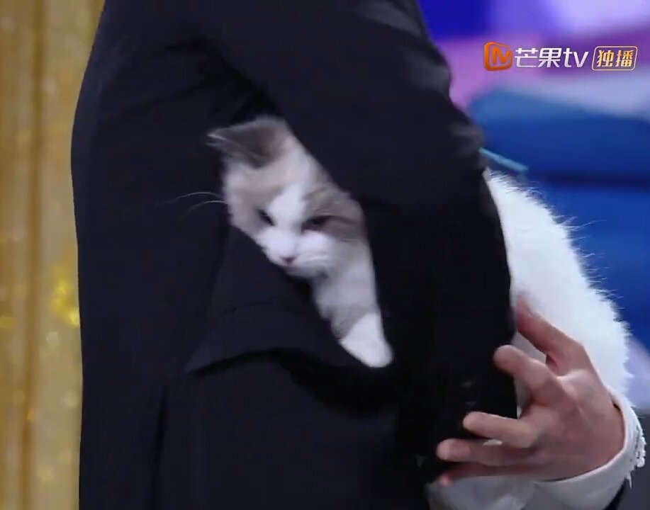 เซฟโซนของน้องแมวทั่วโลก