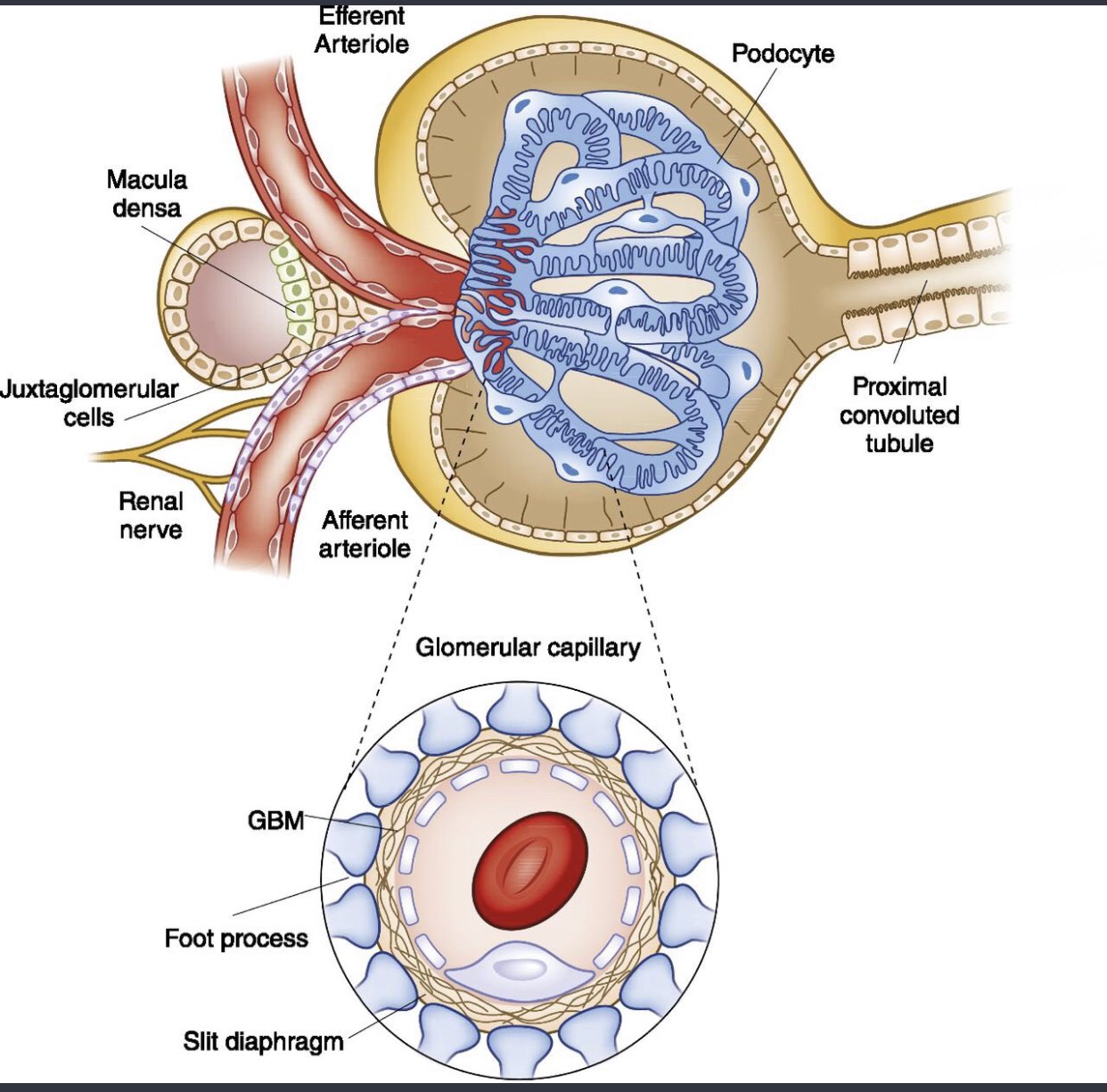 ميد MED💉🎓 on Twitter "Bowman’s Capsule 🙃 A Glomerular capsule that