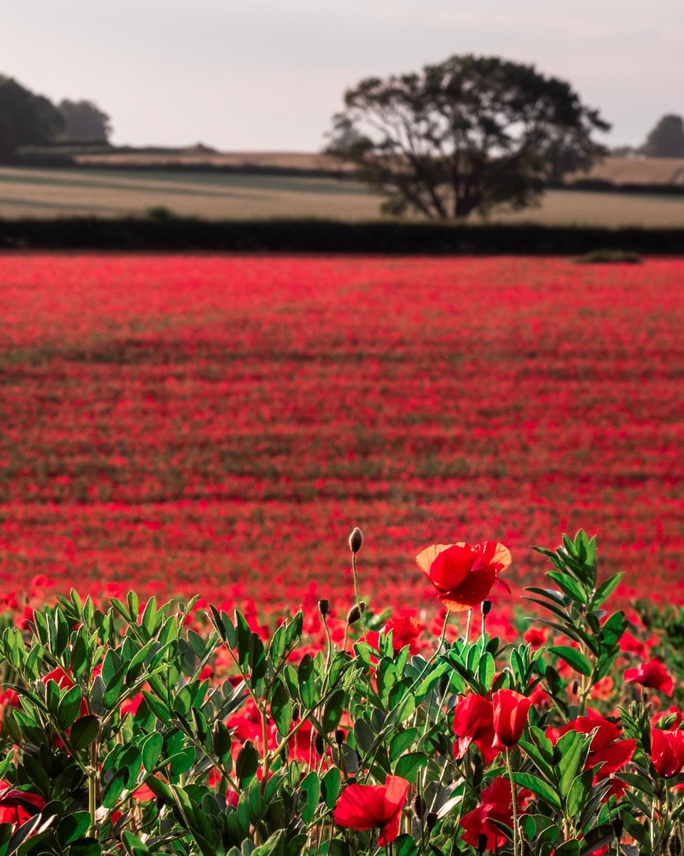 puddiphoto's tweet photo. Lest We Forget. 11/11. https://t.co/MQdWJV17I9
