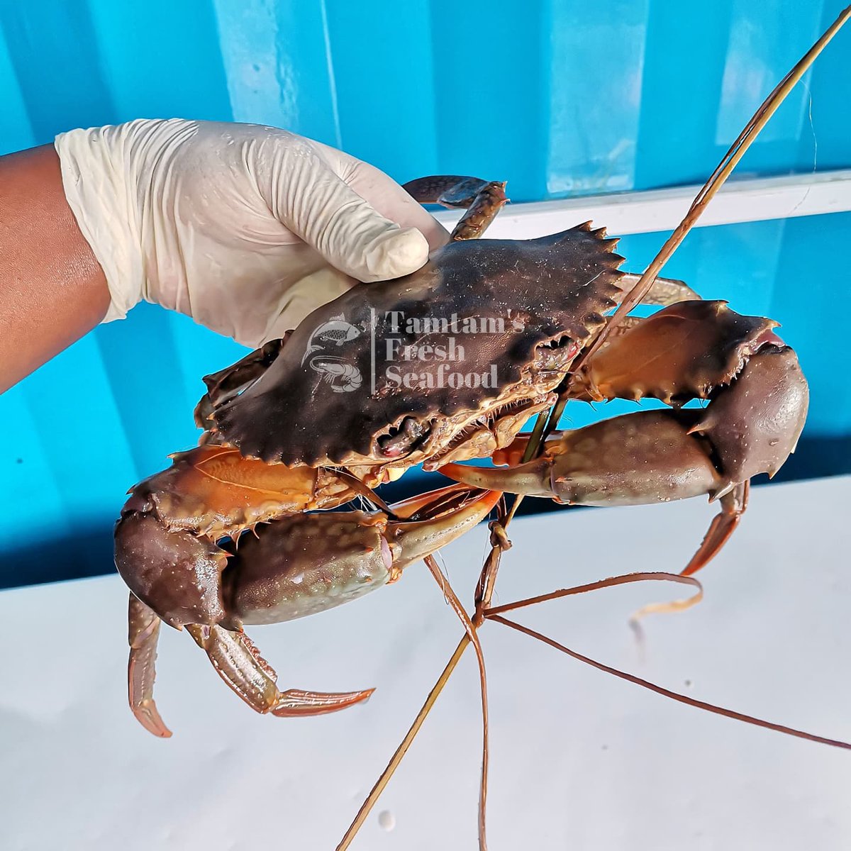 FishTamtam's tweet photo. Freshly cleaned crab available. Kes 1000/kg (weighed before gutting and cleaning)
2-3 pcs in a kg. Order via 0721639601

#freshcrab #mudcrabs https://t.co/gFWY8P9NYH