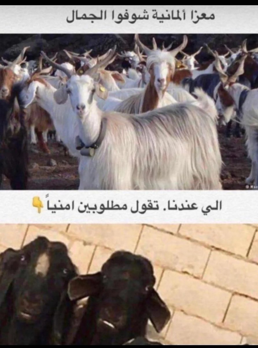 ام الحلا🇸🇦 tweet media
