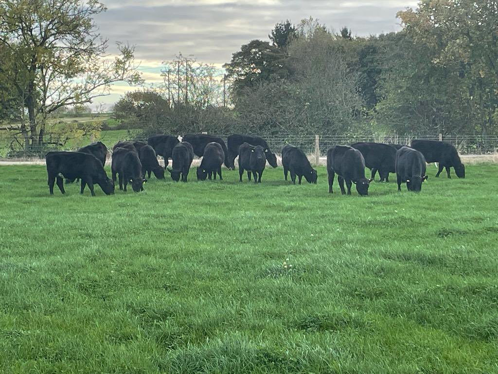 pathway_farming's tweet photo. The last of the grazers at Hillside for the year🐮 #pathwayfarming #grazing #autumn #aberdeenangus #angusbeef #cogentsired #siredbygcogent #beefondairy #grassfedbeef #calfrearing https://t.co/RCYKwmwdfW