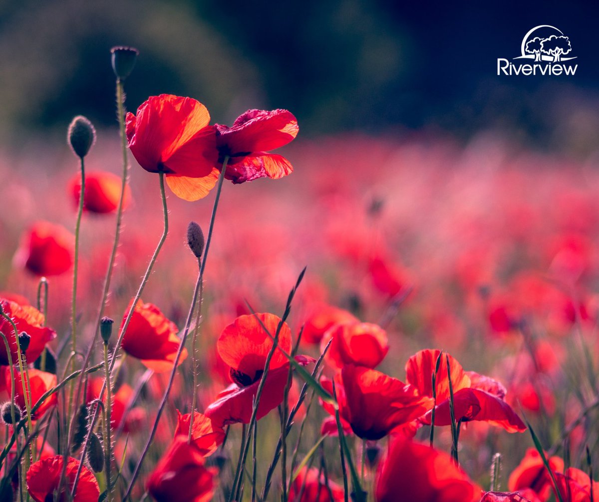 TownofRiverview's tweet image. Today we remember the service and sacrifice of those who have safeguarded our freedoms. #LestWeForget

Riverview's Remembrance Day ceremony is open to invited guests only this year. It will be available to watch online starting at 11 a.m. youtube.com/watch?v=f0jntp…