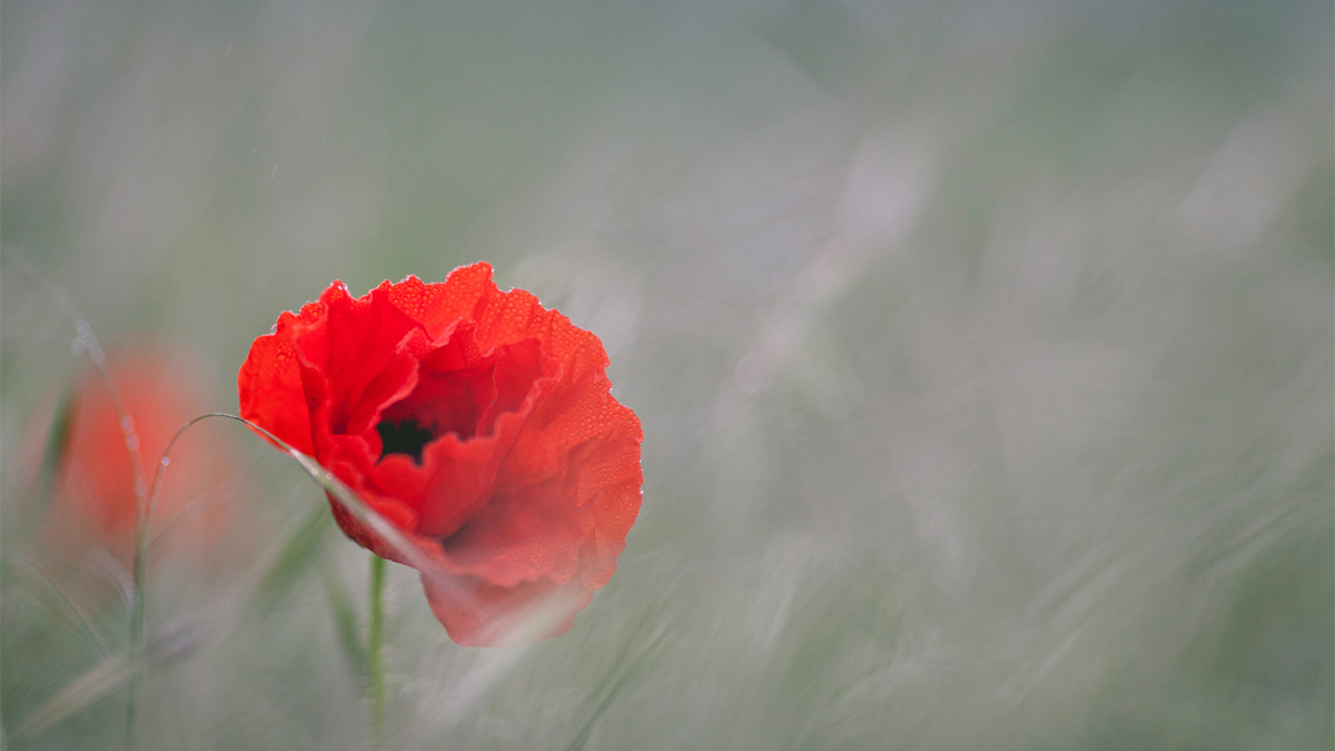 DyTerraCorp's tweet photo. It is with respect and reverence that we remember all of those who made sacrifices for our freedom and the freedom of those around the world. May we continue to work together in peace and understanding. https://t.co/0d1cJil4K9
