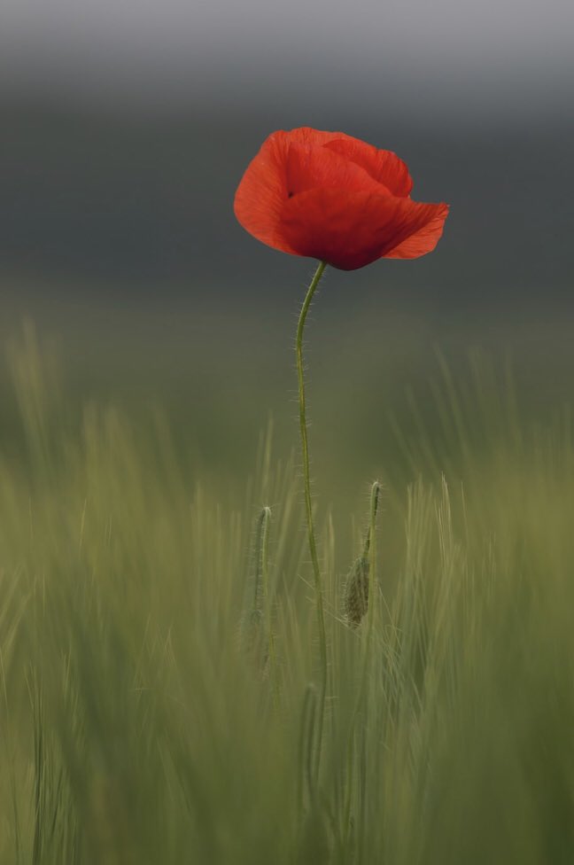 alsm597's tweet photo. Take a moment to be silent &amp; thankful today #RemembranceDay2021 https://t.co/AXc1OnX2oZ