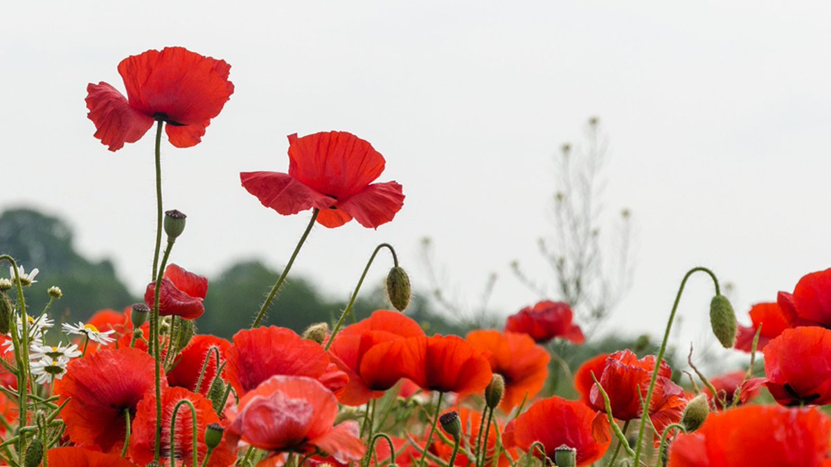 Lest we forget. 

While we spend today with our loved ones, we remember those who fought for our right to do so. 

Have a peaceful day!

#LestWeForget #RemembranceDay #Poppies