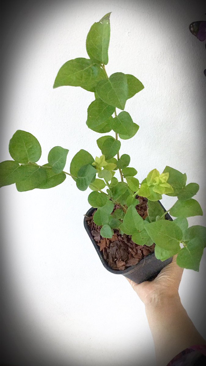 Noopoy0127's tweet photo. หมดไปหลายพัน(พันธุ์)😆
Blueberry #Sharpblue #Oneal #Burst #Blueberry https://t.co/4JYZstt1FS