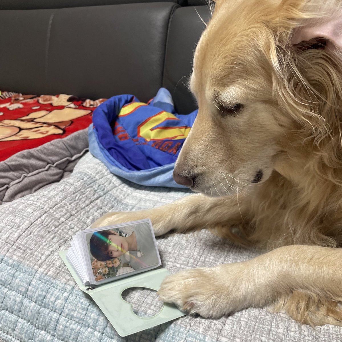 ruby_sm_'s tweet image. 너가 스키즈네 댕댕이냐..기억하게써
김승ㅁ..ㅣ✍️ 
#승민