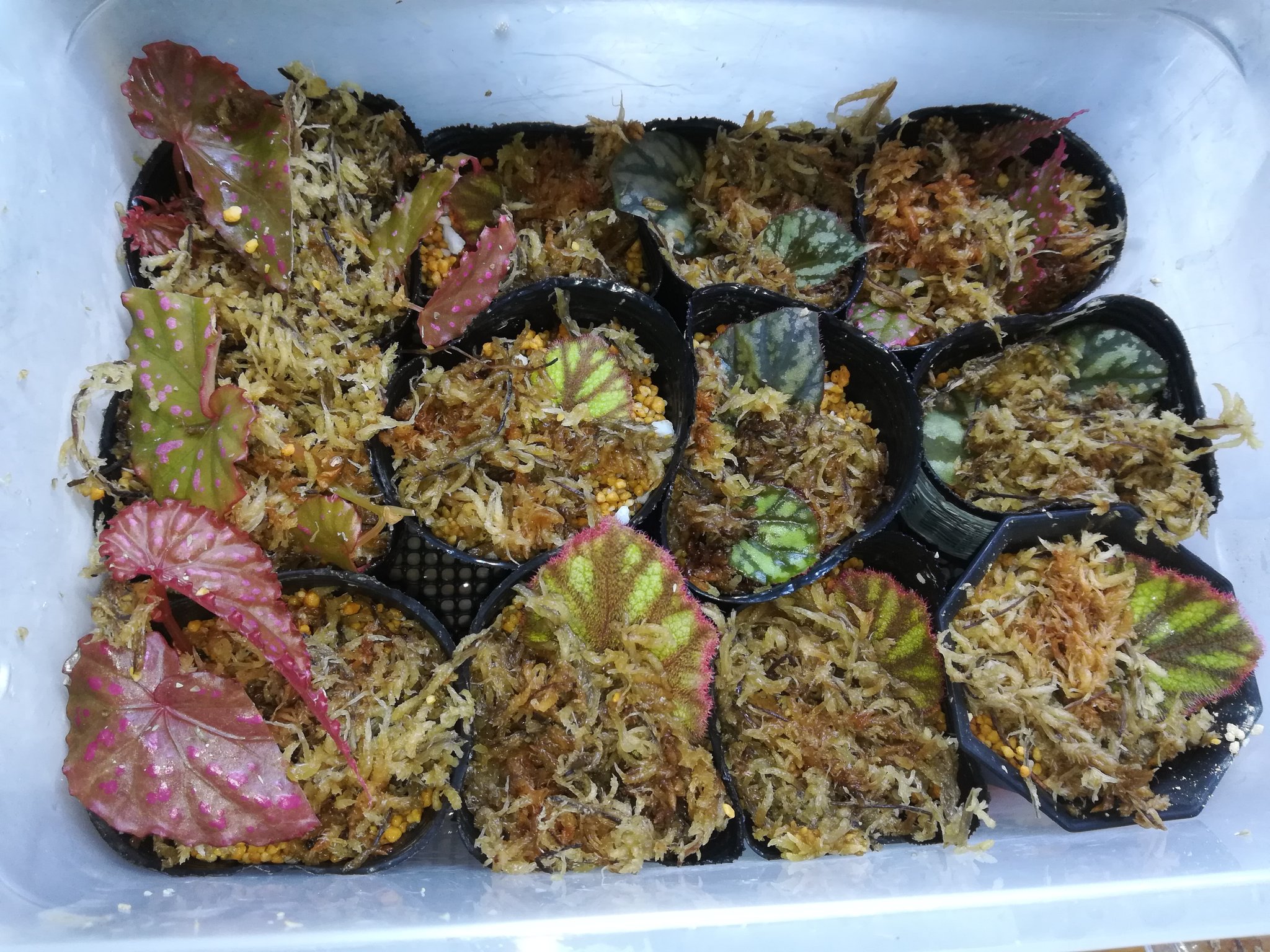 ベゴニア葉挿し Twitter Search Twitter