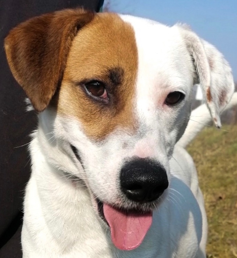 lesika_e's tweet photo. Wer möchte nicht einen jungen, peppigen Terrier-Mix in seiner Familie haben, der Leben ins Haus bringt und gleichzeitig auch gerne in der Natur ist. Hier erfahrt ihr mehr über Marla:
https://t.co/8t5mn5URMH

#lesika #dogsoftwitter #AdoptDontShop https://t.co/Ul1fo4rpzD