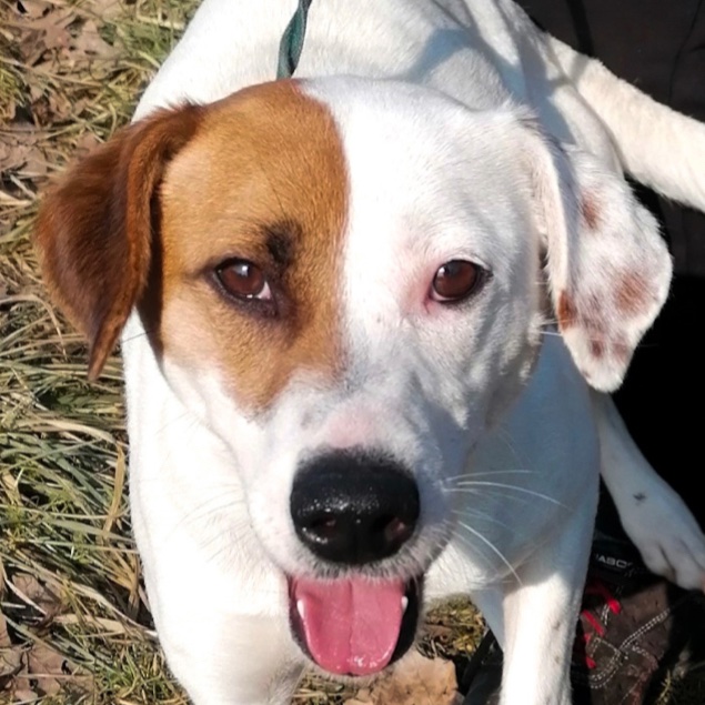 lesika_e's tweet photo. Wer möchte nicht einen jungen, peppigen Terrier-Mix in seiner Familie haben, der Leben ins Haus bringt und gleichzeitig auch gerne in der Natur ist. Hier erfahrt ihr mehr über Marla:
https://t.co/8t5mn5URMH

#lesika #dogsoftwitter #AdoptDontShop https://t.co/Ul1fo4rpzD