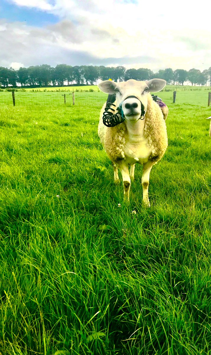 edeloconnor15's tweet photo. Grass through a lens 📸 how we measure methane emissions from grazing sheep #igafbdstudent @IrishGrassland @fbd_ie https://t.co/E9KTWboSPj