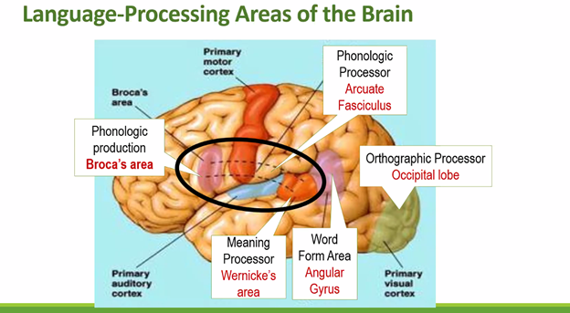 liv2learn's tweet photo. Lucy Hart Paulson's session, Phonological Awareness Phacts: PA Across the Day for PaTTAN's Equity is MTSS Conference was truly exemplary!!!
A few slides :) #EquityIsMTSS https://t.co/5JeDmzraKx