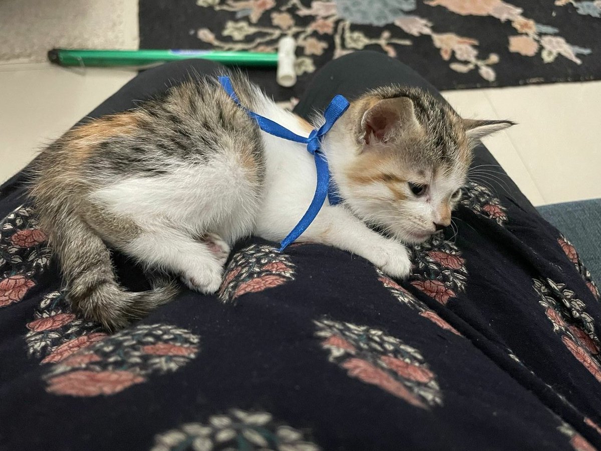 This fur ball is looking for a new 🏠 She's 7 weeks old. If you're in Bangalore and would like to make her a part of your family, please DM. She's dewormed, flea treated, and litter trained.