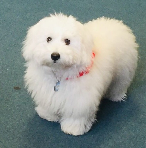 birinus_st's tweet photo. Phoebe the new library dog :) https://t.co/58hZKgzW0s