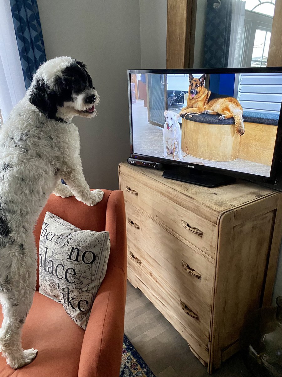 PSD_Stella's tweet photo. Ok I’m all caught up on @hudsonandrex now On Demand. Can’t wait for tonight’s episode 📺 @City_tv! #ICrushRex #PuppuccinoDate
🐾Stella https://t.co/h9oOAbSfvg