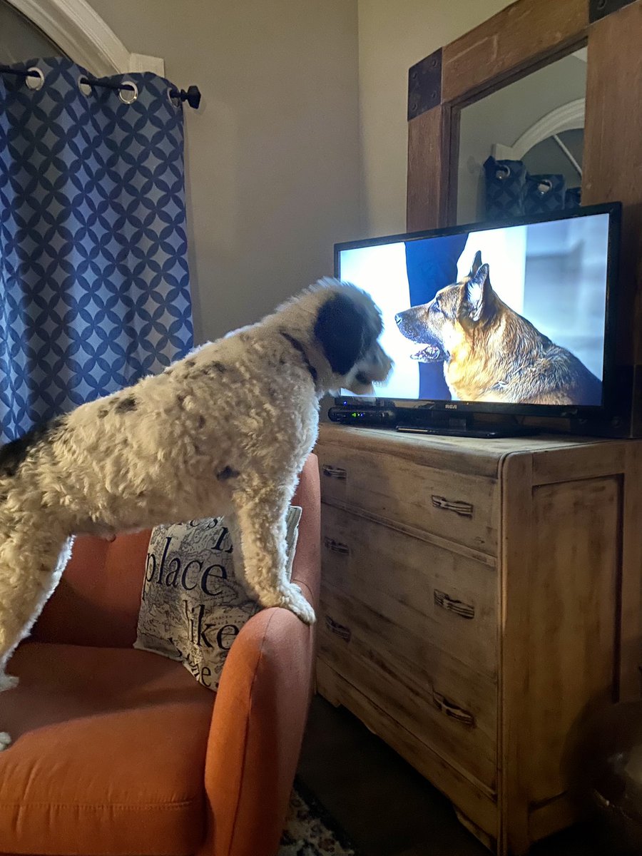 PSD_Stella's tweet photo. Ok I’m all caught up on @hudsonandrex now On Demand. Can’t wait for tonight’s episode 📺 @City_tv! #ICrushRex #PuppuccinoDate
🐾Stella https://t.co/h9oOAbSfvg