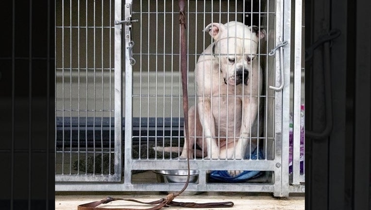 AdoptionsUk's tweet photo. Please retweet, since the beginning of November there have been 10 unclaimed strays with #Liverpool Dog Wardens Tel 0151 374 2174
If you lose your pet contact your local dog warden asap If a stray is not taken by a rescue they can be put to sleep in a council pound after 7 days. https://t.co/G1sUdqtBcS