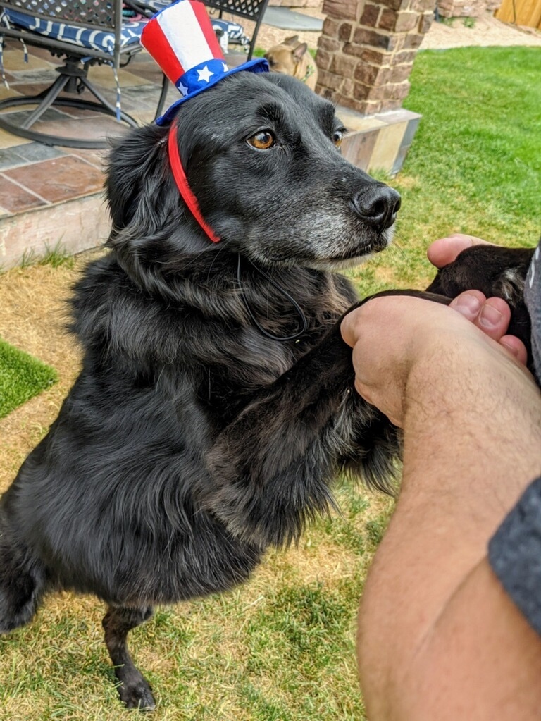pepper_senior's tweet photo. Today is Veteran's Day and we here at Pepper's just want to say Thank you for your service. 

Scout wanted to honor those veterans with his red, white and blue hat. https://t.co/UEe5qNEjDx