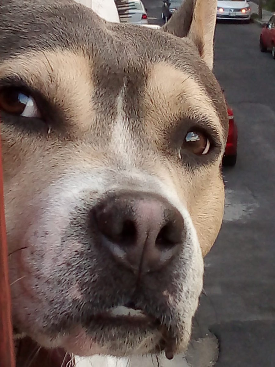 FredyVanDog's tweet photo. Hola! Soy el perro del balcón y llevo viviendo cuatro años aquí encerrado soportando calor, lluvia, frío, heladas y hasta granizo, pero si me das una oportunidad podría salir de aquí, te gustaría conocer mi historia?
https://t.co/5nqjGcc9K2
#maltratoanimal #AdoptaNoCompresPorFa https://t.co/6JyOXto9LQ