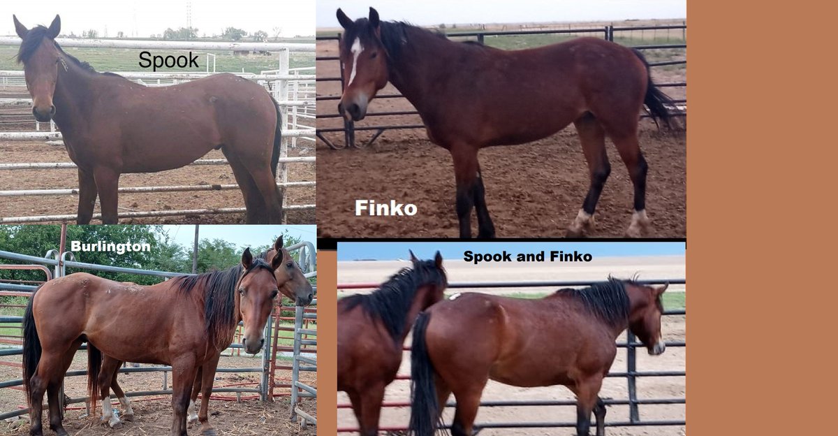 moodysally1's tweet photo. #Miracles needed for saved mustangs transport $450 & $297 coggins & Health Certs so Finko Spook & Burlington can go to Hope Rescue No amount to small https://t.co/cWTKdgzjBn https://t.co/kBRIwJW6my
https://t.co/YkezUgYSh0 Please put Transport in notes #RT #WildHorses #Help https://t.co/CirCLAyT2P