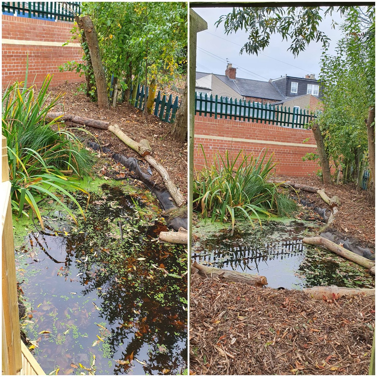 ArchibaldFirst's tweet photo. Look at our fabulously renovated pond area. Thank you to our PTFA, our secret donor, @groundworkuk and @AsdaFoundation.
We have a new accessible ramp, decking area, safety rail+fencing &amp; seat. The area has been cleared and the pond dredged &amp; refilled.
What a brilliant project! https://t.co/hnKxU3qowR