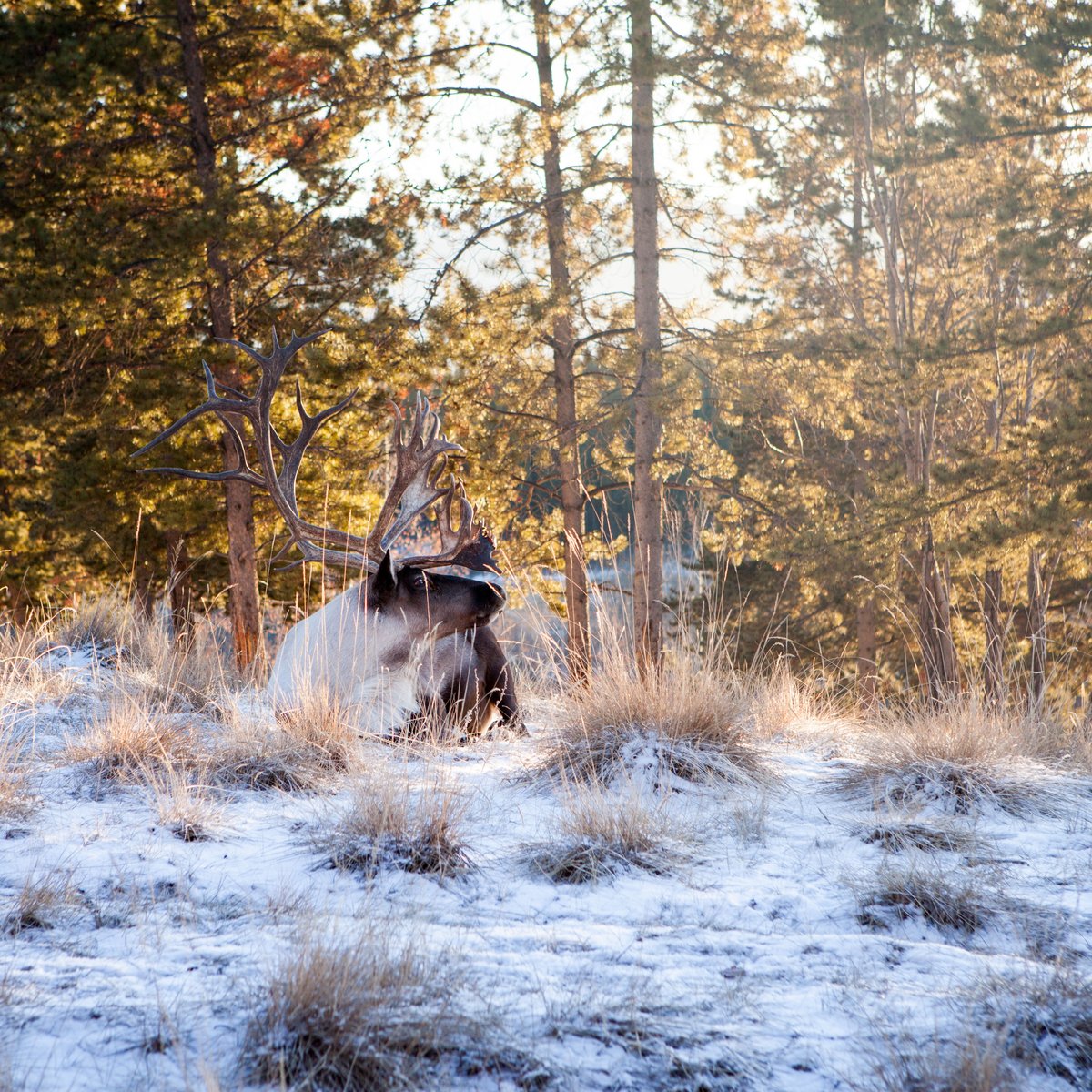 We're open daily. A place to reflect in peace and with gratitude. 
#YukonWildlife #GetOutside #natureisntcanceled #RememberanceDay 
📸J.Paleczny