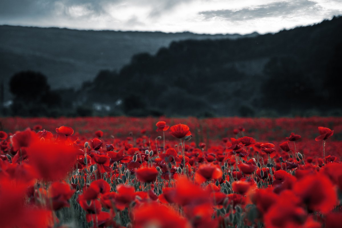 ptcrecruiting's tweet photo. On #RemembranceDay, we pause to honor and remember the brave men and women who served and sacrificed for our country. This year, we also celebrate the 100th anniversary of the remembrance poppy in Canada. #LestWeForget https://t.co/TbdvX7gYsz