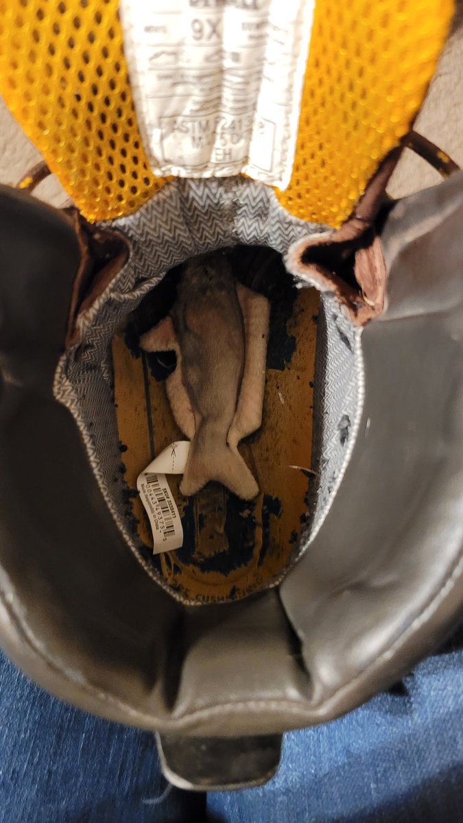 Had to make sure to share my toys and always put them in boots.