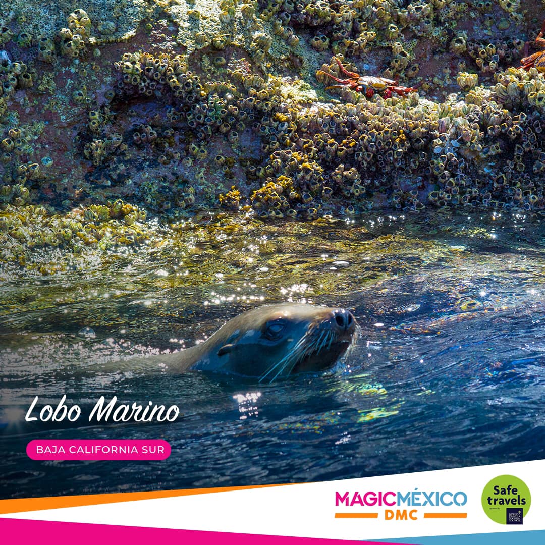 MagicMexicoDMC's tweet photo. Los lobos marinos son una especie protegida en México y  habitan las aguas del Golfo de California durante todo el año🦭📍

¡Vive la experiencia!

📲Sigue nuestras redes sociales: @magicmexicodmc 

#lapaz #ViveloConMagicMéxicoDMC 
  #lobomarino

🌐https://t.co/UFW2sH6wMU https://t.co/AtQtYwovO9