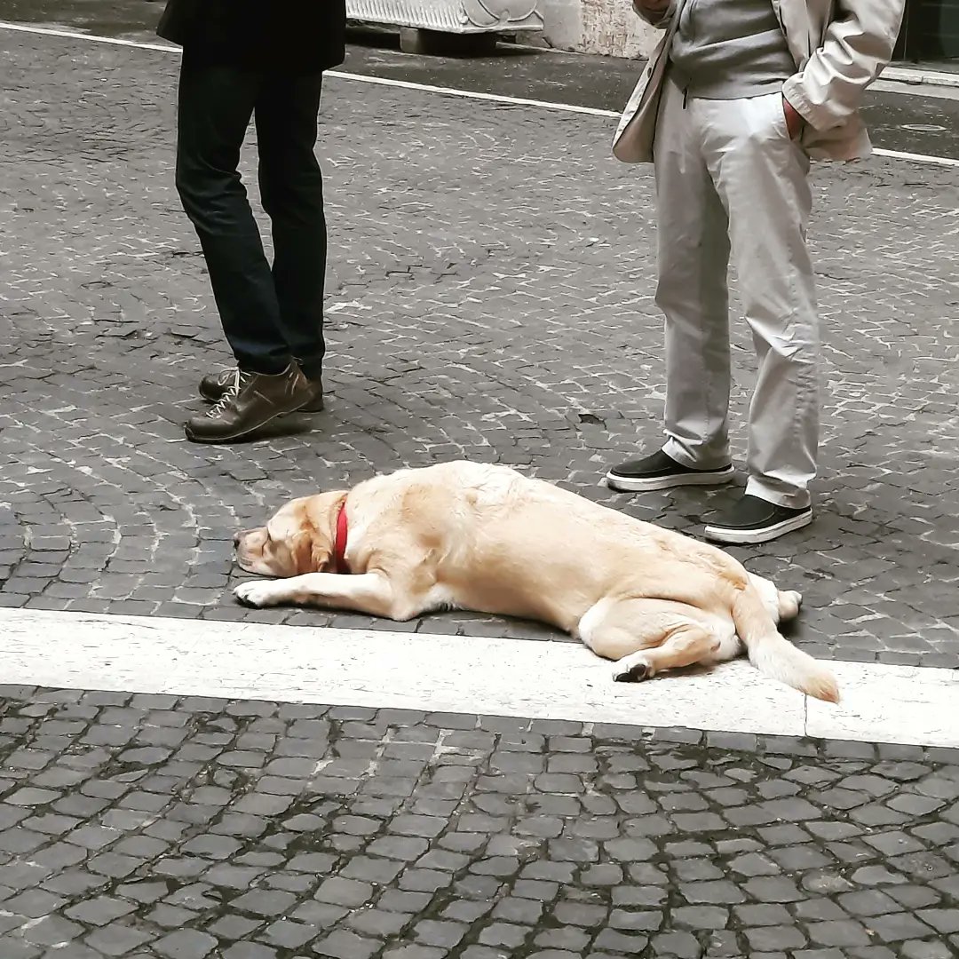 LindaAnnNolan's tweet photo. I feel ya, doggo. That line is a tad too long. Will come back another time or book ticket for the Klimt exhibition
#poordoggo
#linessuck https://t.co/bRnFasnpKH