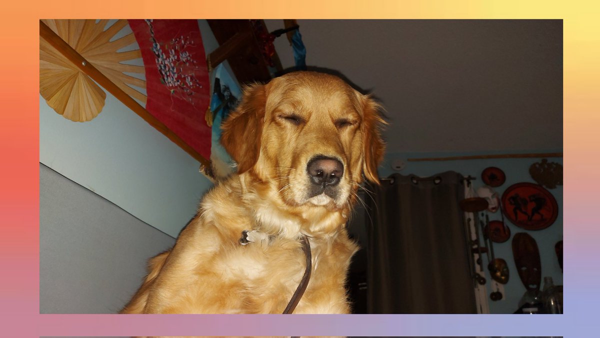 AuroranArchives's tweet photo. Nothing like waking up in the morning to your biggest fan. Time for a day of #writing and #earlygrey
#AuroranArchives #goldenretriever #Biggestfan https://t.co/EHlb9BVzoF