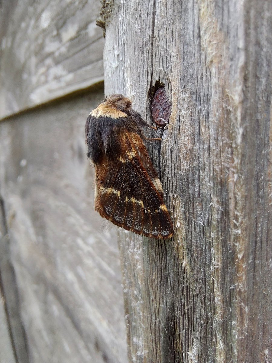 GarybirderNflk's tweet photo. Palpita vitrealis or Olive-tree Pearl in last nights trap @norfolkmoths. 21 of 11 Species including 2 December Moth and 4 Red-green Carpet with @ASchuetzle https://t.co/OLjqXW92Qw