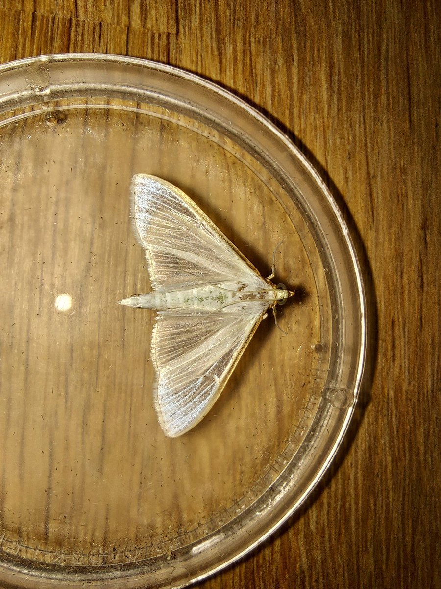 GarybirderNflk's tweet photo. Palpita vitrealis or Olive-tree Pearl in last nights trap @norfolkmoths. 21 of 11 Species including 2 December Moth and 4 Red-green Carpet with @ASchuetzle https://t.co/OLjqXW92Qw