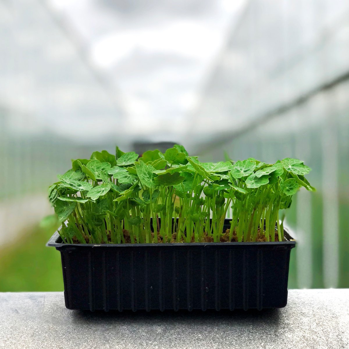 WestlandsUK's tweet photo. Our Living #Nasturtium Leaves are part of our 'Growing Petite' range. π±
Their little, steely blue, round leaves have a peppery yet floral bite.
Just cut what you need, when you need it!
Find your nearest stockist here: https://t.co/cpFlTVBZCV
#EdibleLeaf #Growers4Chefs https://t.co/0oBV8jyyro