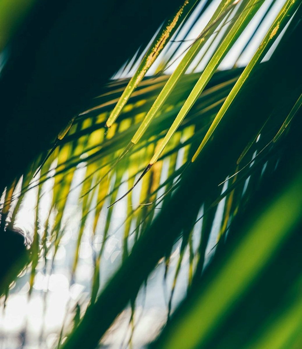 Thisiszihua's tweet photo. 🌴
📷@Saviastudium
#ixtapa #ixtapazihuatanejo #Ixtapa #thisiZIt #ixtapadrisimo #meetmeinzihuatanejo #thisiszihua #MiZihua https://t.co/ij4HgJF64W
