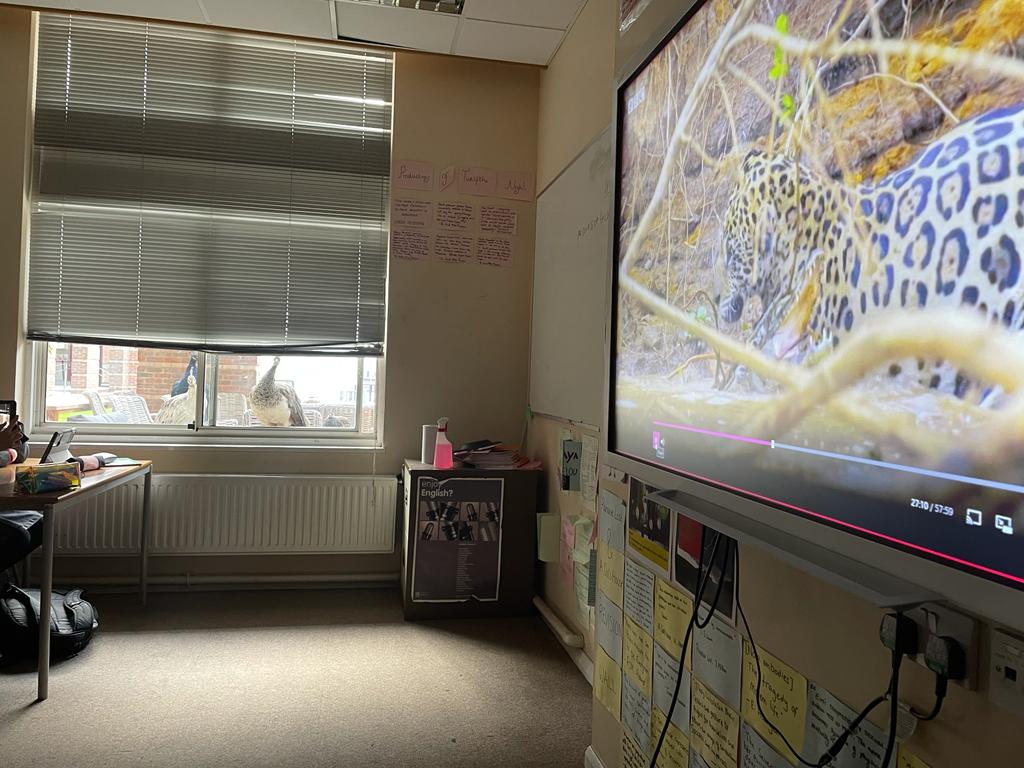 NewHallGeog's tweet photo. The peafowl were keen to join Mr Sidwell's lesson this morning. Was it the soothing voice of David Attenborough that drew them in?! #BSiL @NewHallSchool https://t.co/jxOV5oUD64