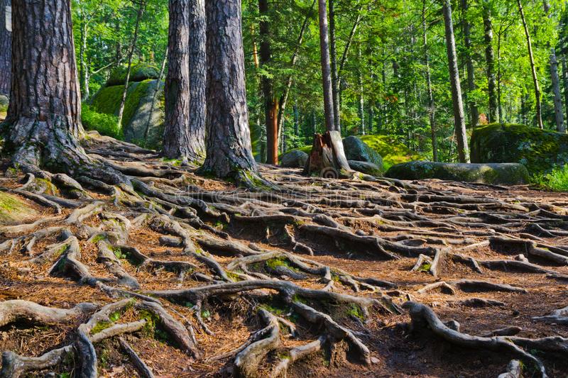 Qué raro, poeta: fíjate que dicen que los árboles no se tocan en la altura. Que no forman eso que tú llamas una unidad temblorosa. Eso dicen. Pero abajo el bosque es oscuro. Y bajo la tierra los árboles sí se entienden y se tocan, porque el bosque es una sola raíz bajo la tierra.