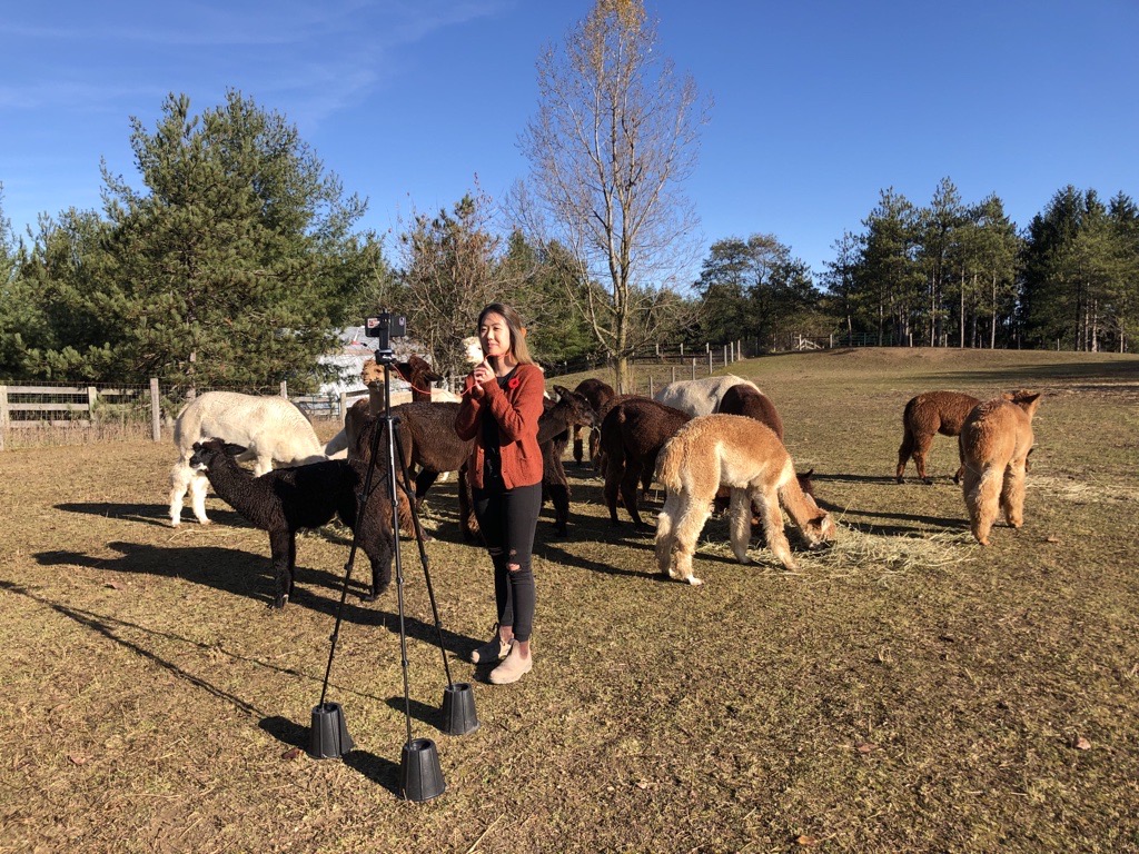 worldvisioncan's tweet photo. Did you know that one alpaca can provide a family with a whole new livelihood? Youth officer @cheriewai1020 made some new fluffy friends and talked all about it with @CTVOttMornLive this past week! Check out more gifts that keep giving this holiday season: https://t.co/udZwe33sgZ https://t.co/PEoQIDOKR1