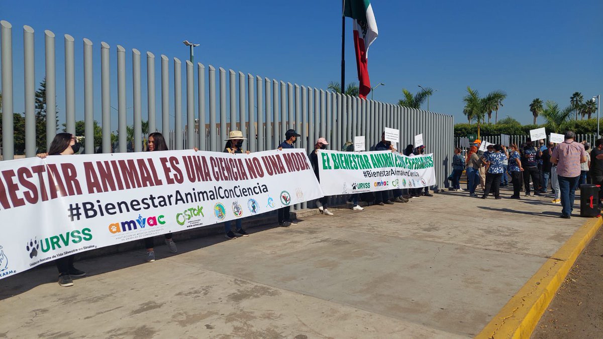 En Guadalajara, Puebla, Sinaloa, Cancún, Ciudad de México los especialistas en vida silvestre protestaron por un #BienestaranimalConCiencia No mas legislaciones irresponsables que ponen en riesgo a las especies y a nuestra biodiversidad. Los pseudoactivistas NO SON especialistas.