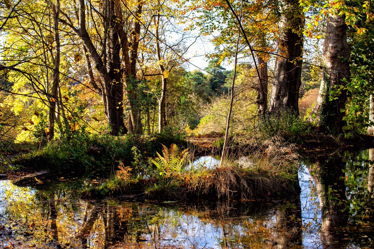 rumpuledude's tweet photo. Hawkwood pond this morning #autumn #Autumnvibes #nature #Wednesdayvibe #tree #trees #reflection #chislehurst #hawkwood #TwitterNatureCommunity #AutumnFalls #NaturePhotography #NatureBeauty #br7 #woods #leaves https://t.co/CxQn1PfbaI