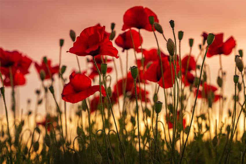 oxsar's tweet photo. “They shall grow not old, as we that are left grow old;
Age shall not weary them, nor the years condemn.
At the going down of the sun, and in the morning,
We will remember them”
Laurence Binyon

#BehindThemAlways 
#WearYourPoppyWithPride 
#LestWeForget #TwoMinuteSilence https://t.co/YFdfLhW76G