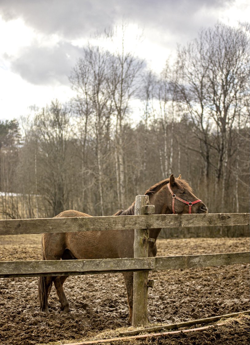 We all get a bit sad in November. The air smells of snowfalls to come, it’s grey and muddy. 

But we should remember that our horses are safe and sound, roam free, and have a brand-new roof over their heads. Something to make this ass very proud. 

#horsesanctuary